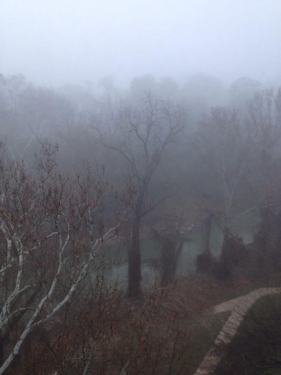 fog in Houston February 2014 eerie fog in trees