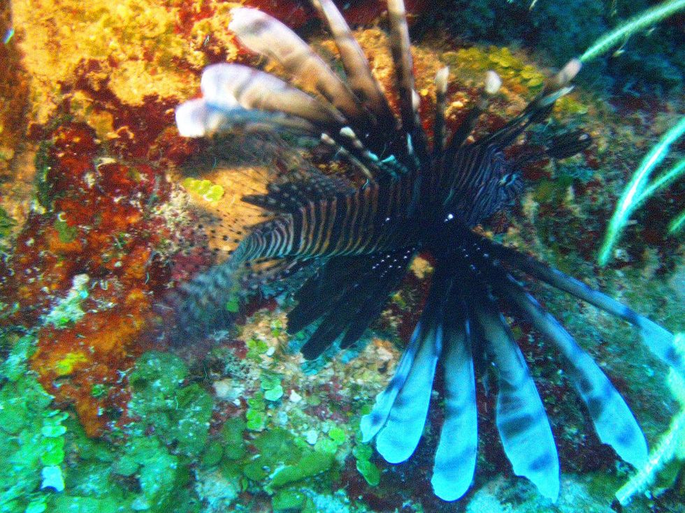 Food_and_Drink_Lionfish_Reef_Sept_2013
