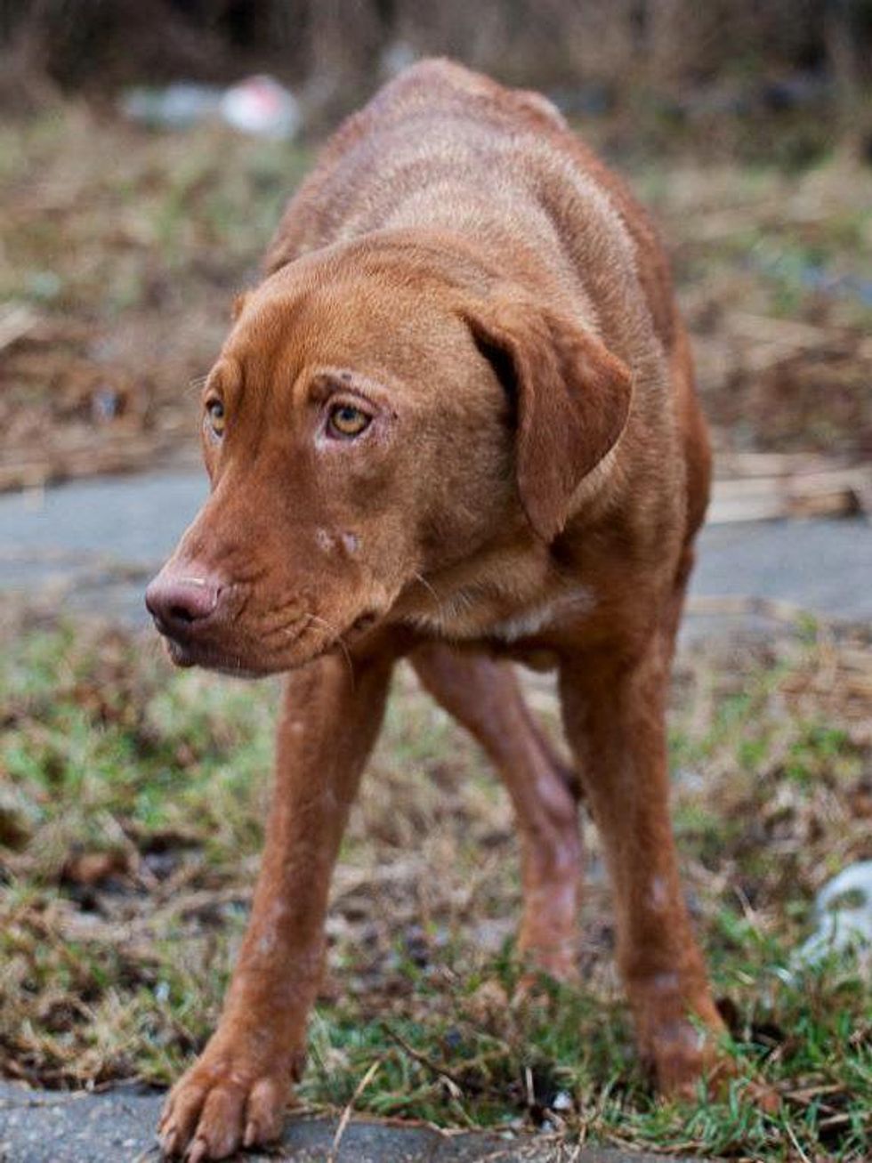 Forgotten Dogs, stray dogs, January 2013