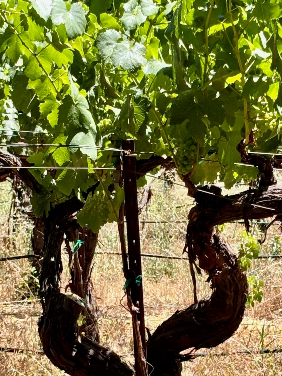 Forlorn Winery grapevine