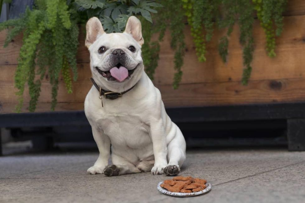 French bulldog with dog biscuits