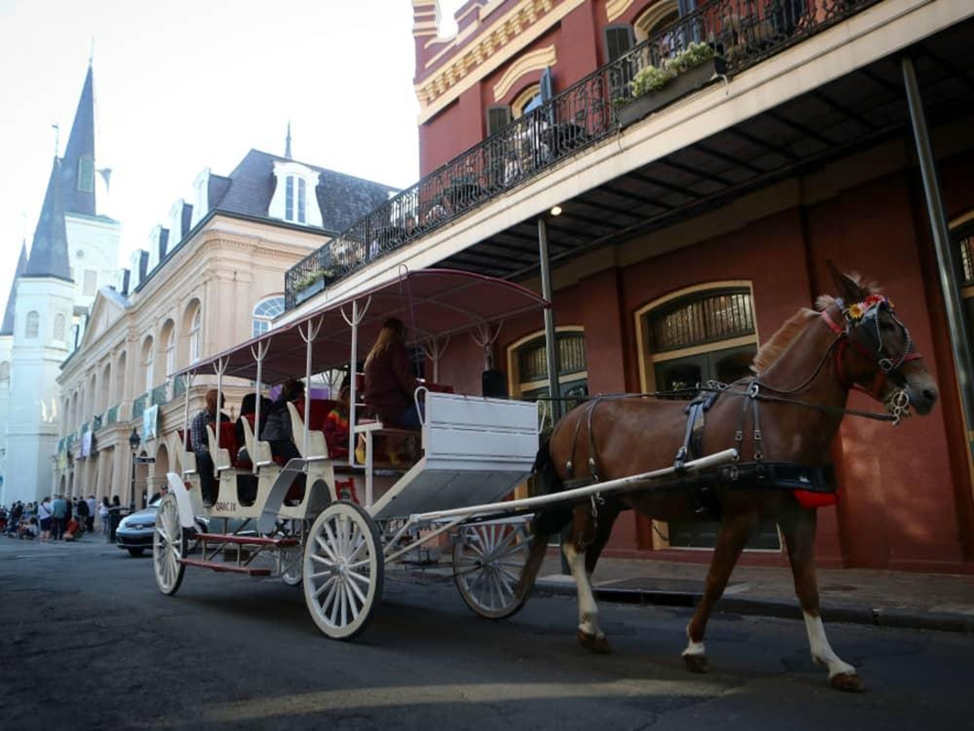 French Quarter horse carriage