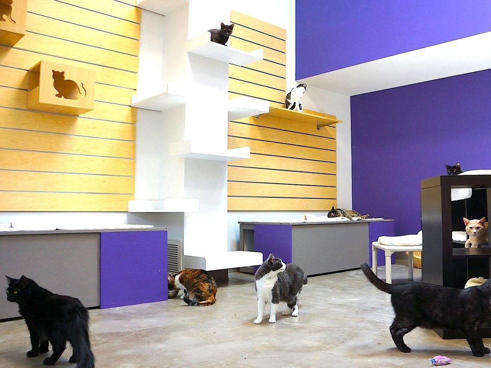 Adoption center puts a green spin on animal rescue Inside the