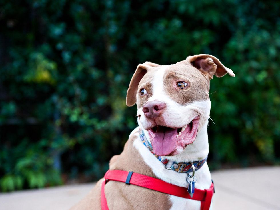 Friends 4 Life, kennel, April 2013, Barney, dog