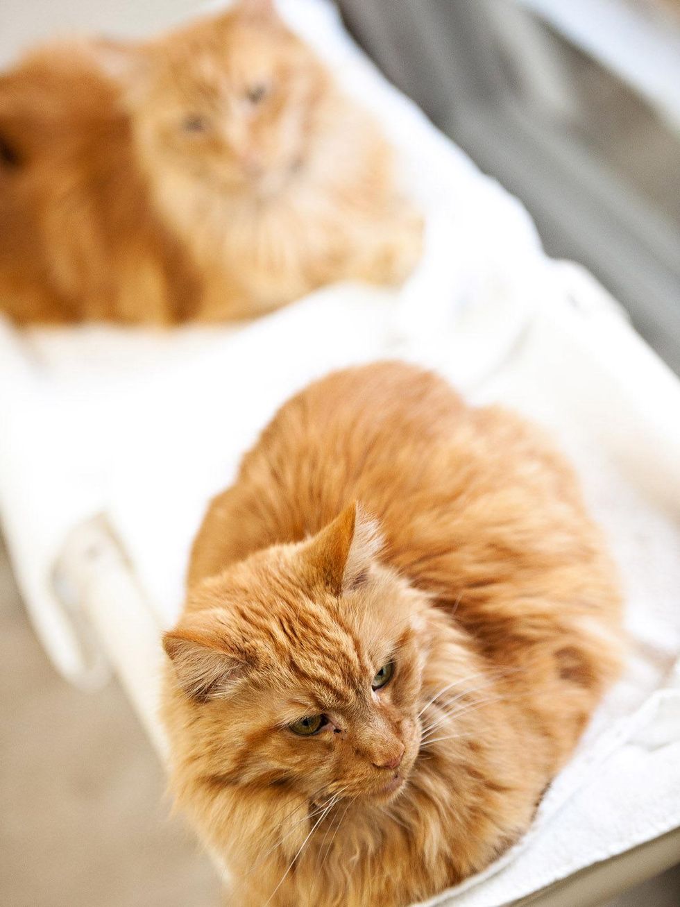 Friends 4 Life, kennel, April 2013, Cats