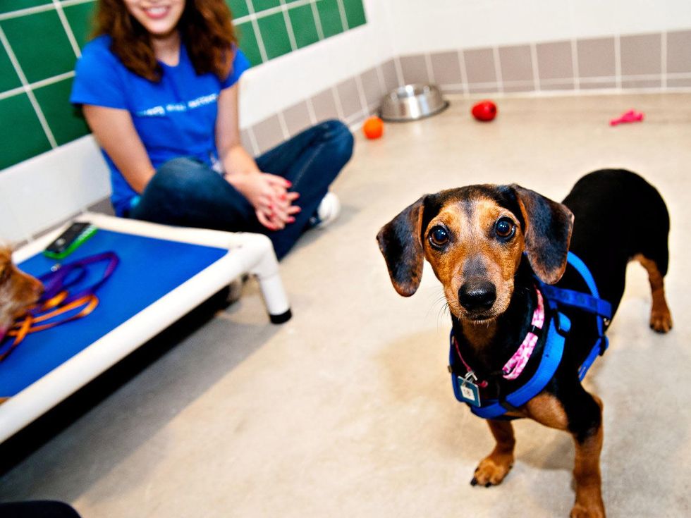 Adoption center puts a green spin on animal rescue Inside the