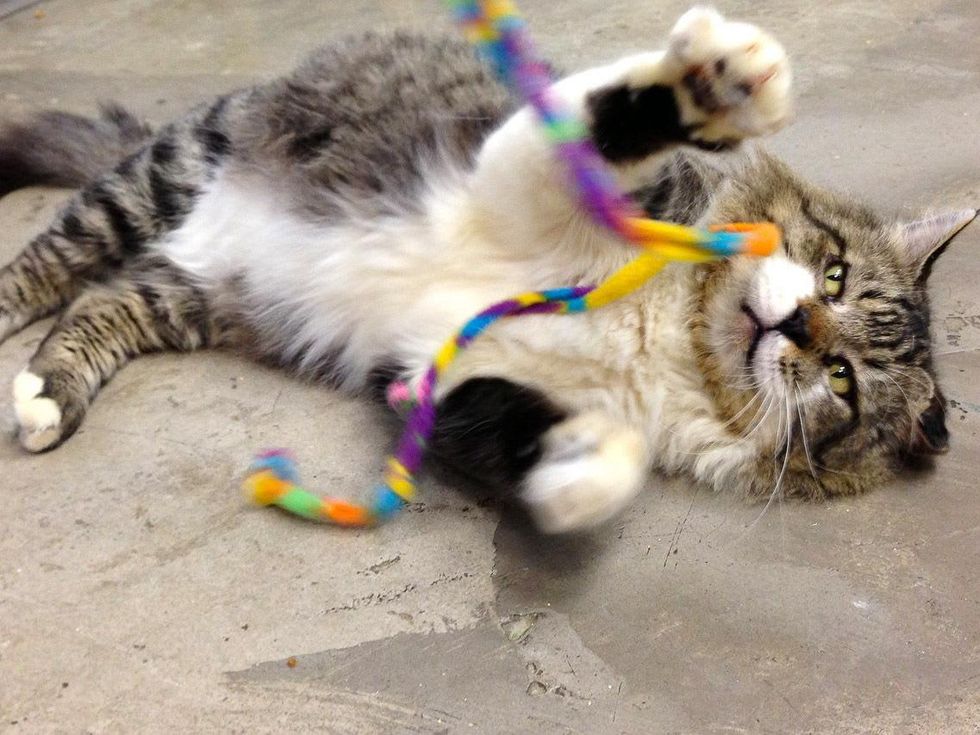 Friends 4 Life, kennel, April 2013, Fabio, cat, string