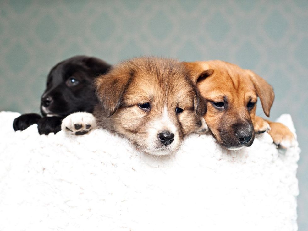 Friends 4 Life, kennel, April 2013, Foxy Pups