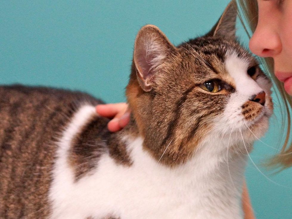 Friends 4 Life, kennel, April 2013, Guinevere, cat