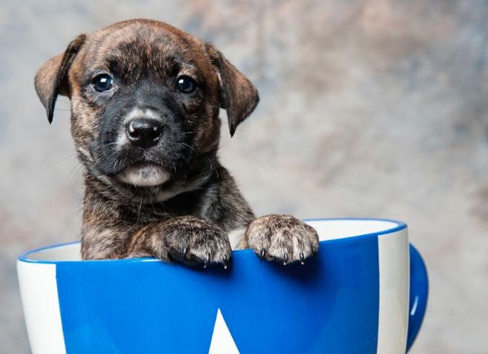 Friends for Life dog