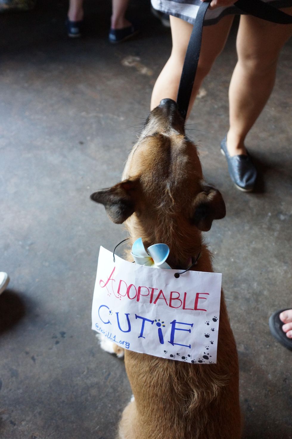 Friends for Life Pints for Pups fundraiser August 2013 Lady