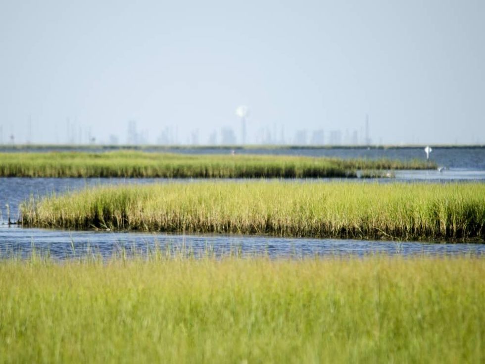 Galveston Bay wetlands