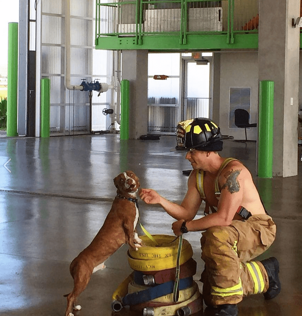 Galveston Firefighters Calendar with adoptable pets