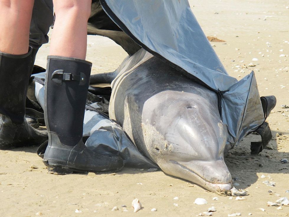 Galveston oil spill March 2014 dead dolphin being taken care of
