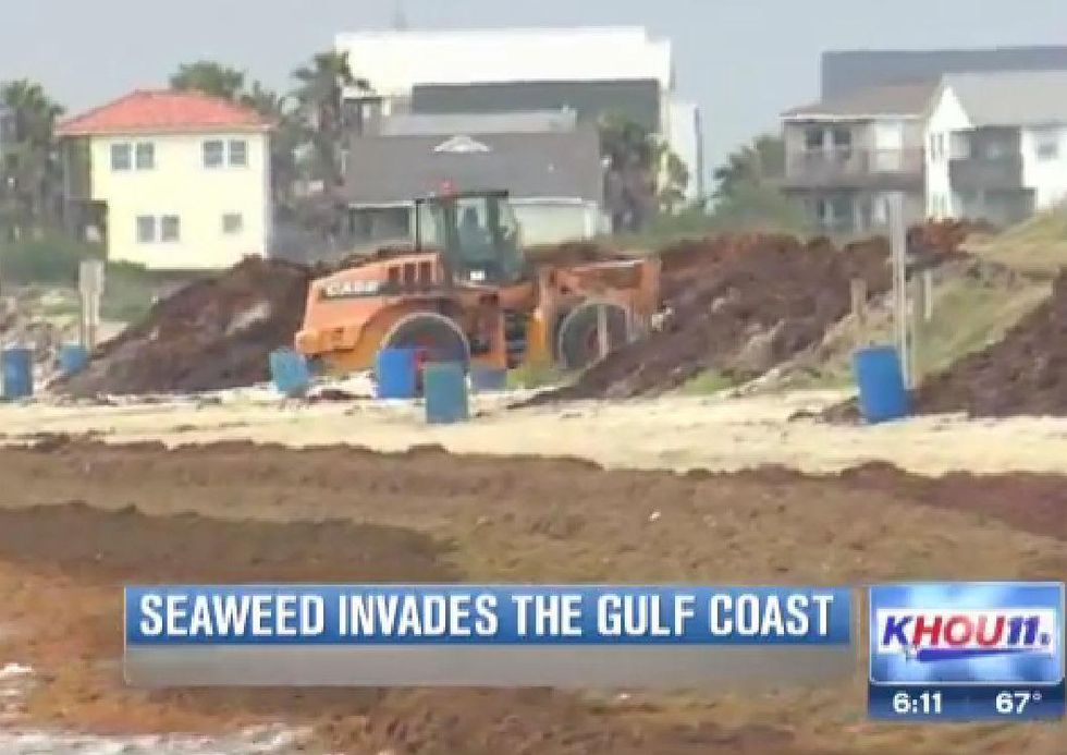 Galveston seaweed 2014 KHOU 1