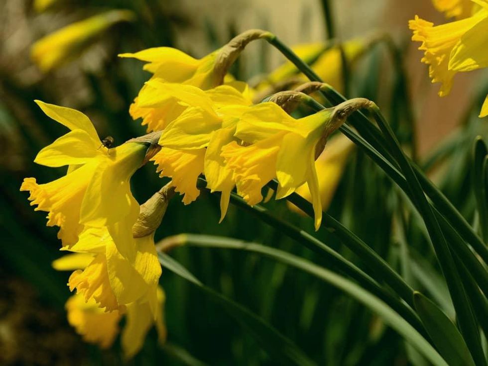 Garden Club of Houston 75th Annual Bulb & Plant Sale