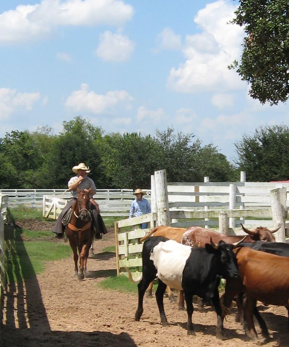 George Ranch Historical Park Horses