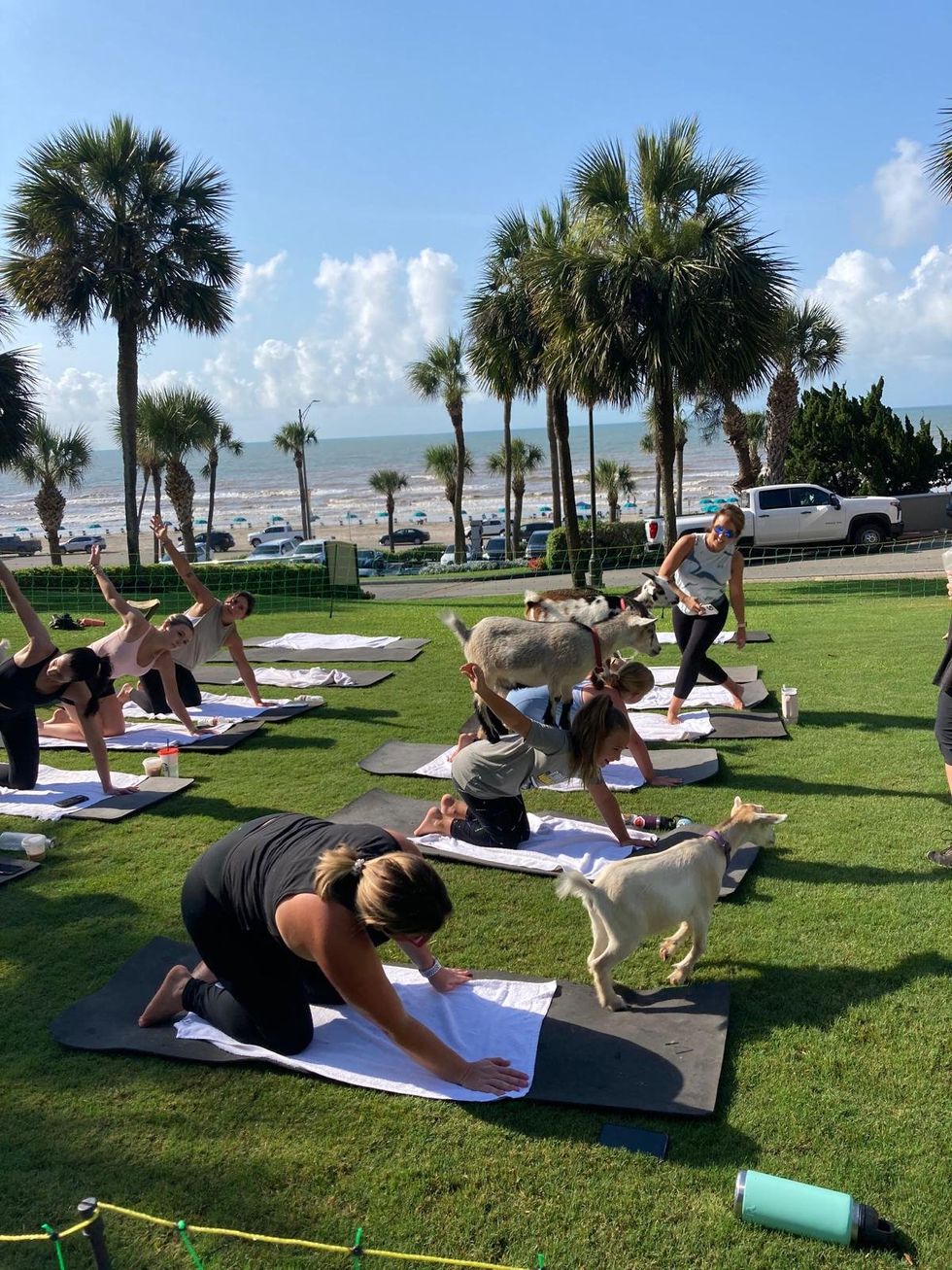 Goat yoga at the San Luis Resort, Spa and Conference Center in Galveston