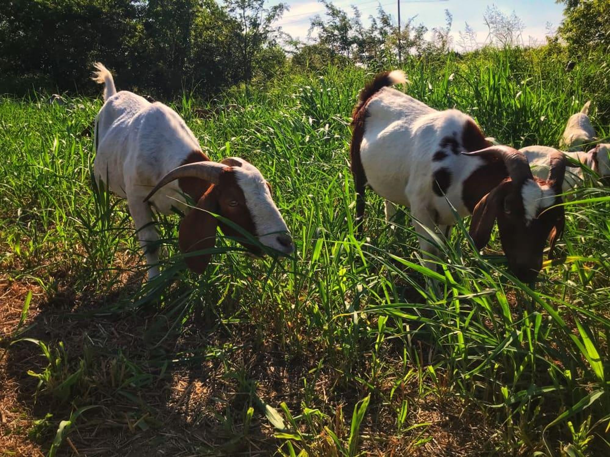 goats Houston Arboretum
