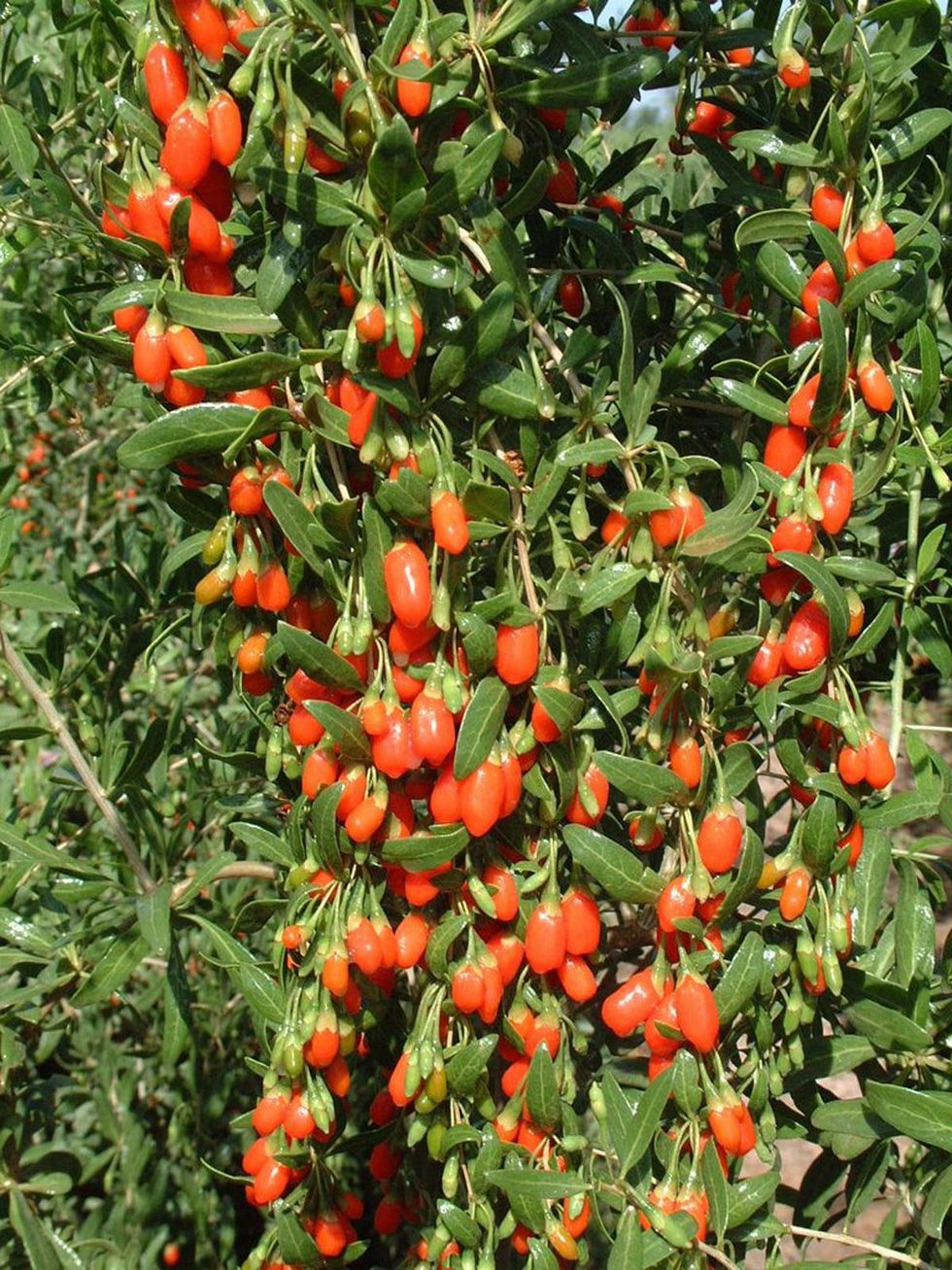 goji berries on tree also called wolfberries