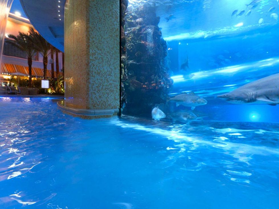 Golden Nugget Las Vegas shark tank by swimming pool
