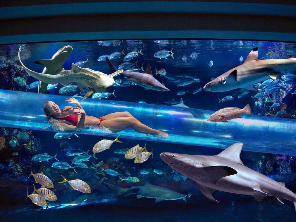 Golden Nugget Las Vegas shark tank tube with girl and sharks