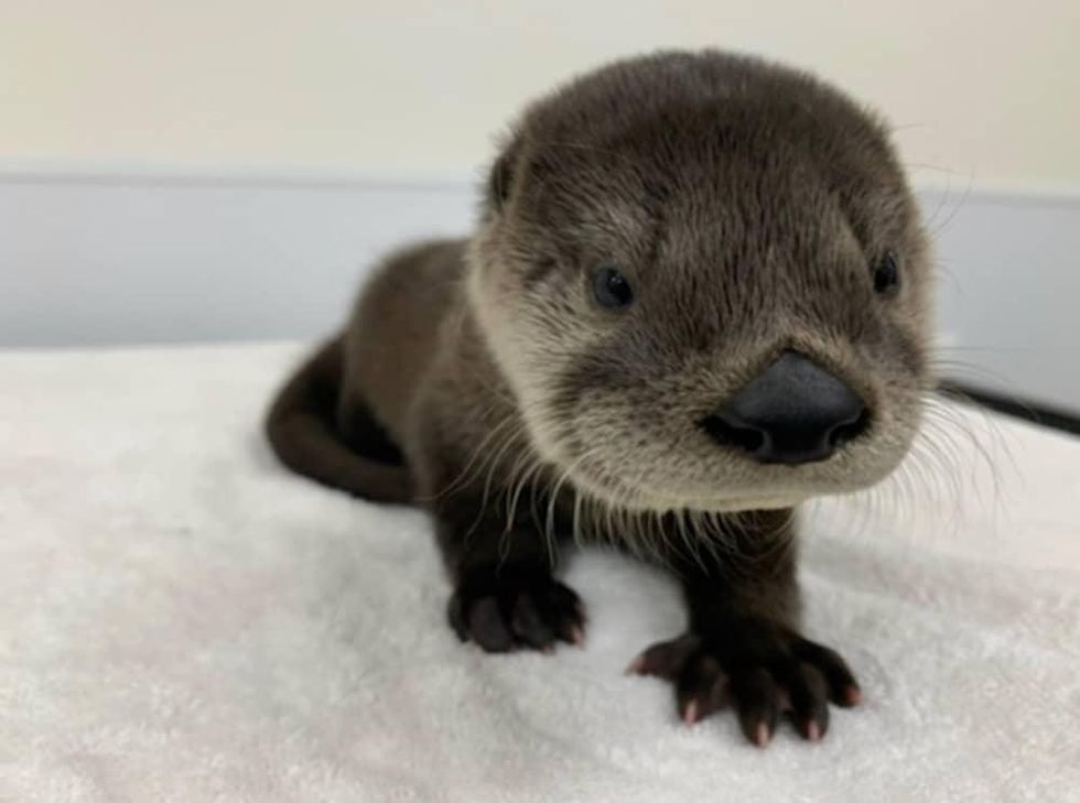 Golf Tournament, Houston SPCA, wild animals, baby otter