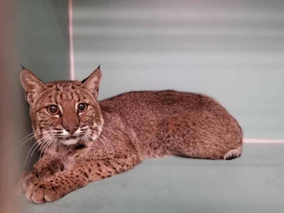 Golf Tournament, Houston SPCA, wild animals, bobcat