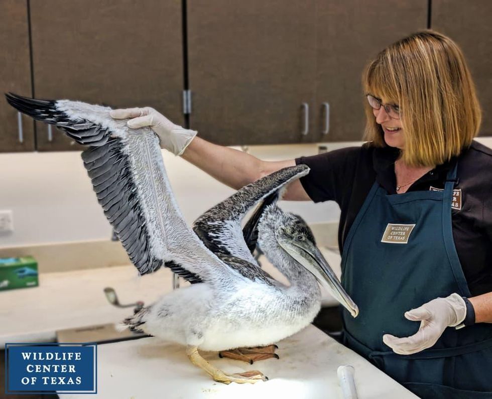 Golf Tournament, Houston SPCA, wild animals, pelican with Sharon Schmalz