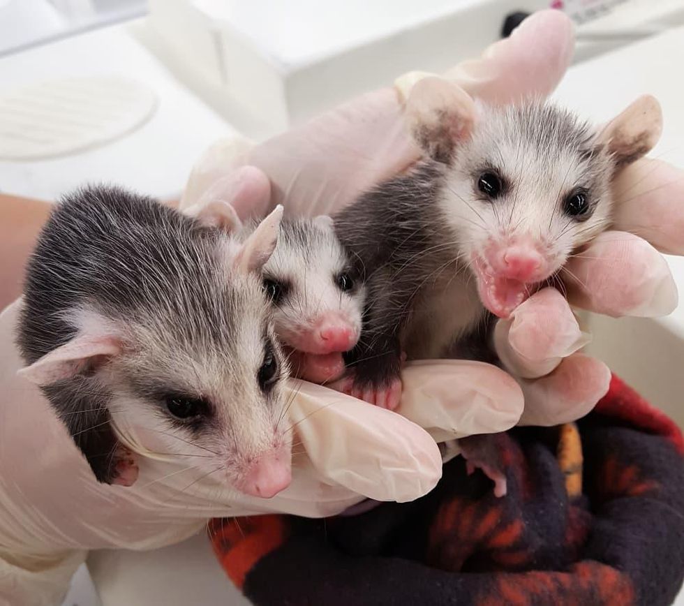 Golf Tournament, Houston SPCA, wild animals