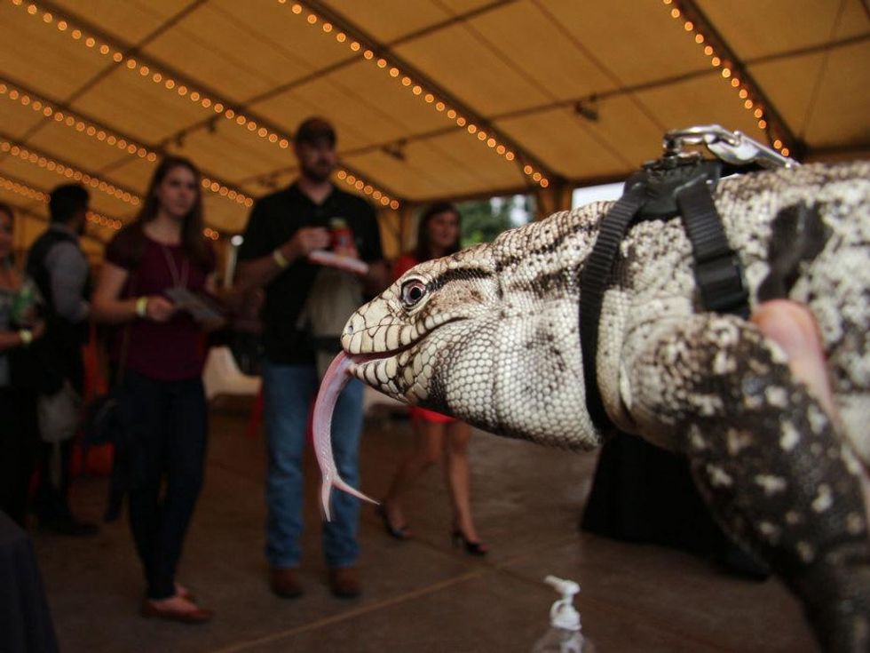 Gorn the Argentine Tegu