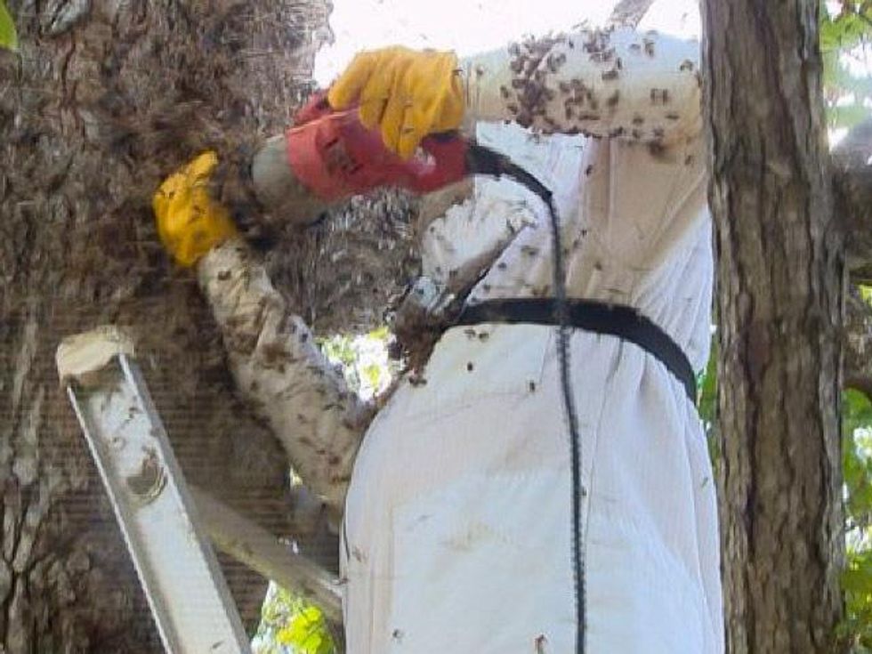 Gotcha Pest Control removes bees that killed a family dog 1 August 2013 RUN FLAT