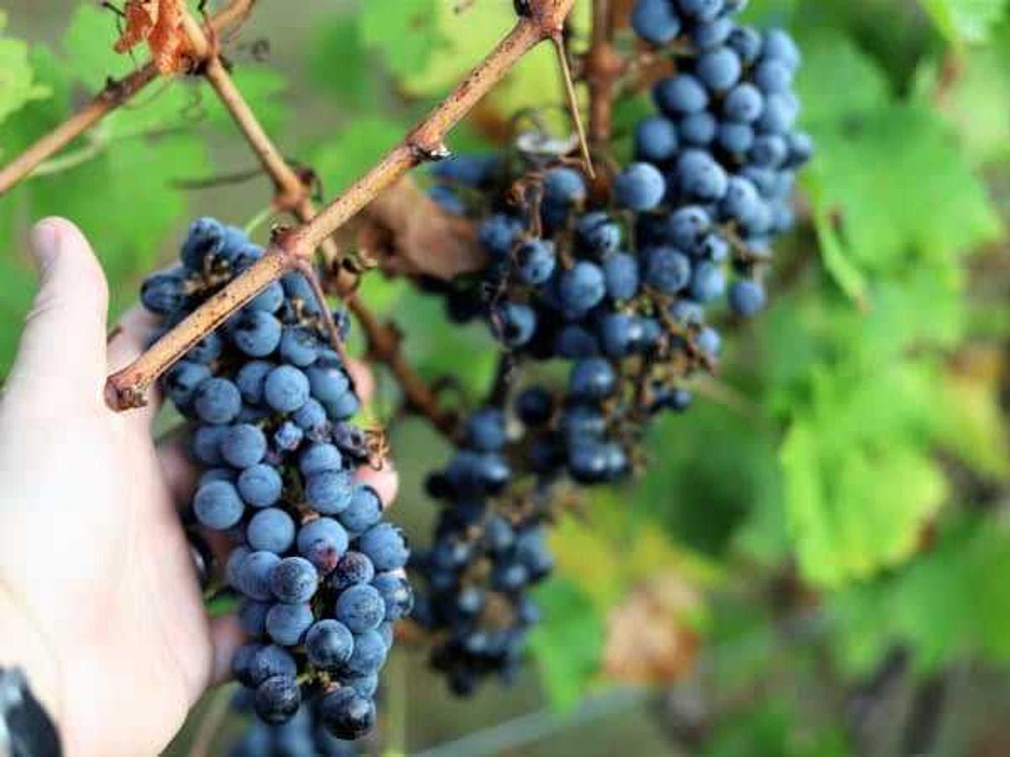 Grape Stomp
