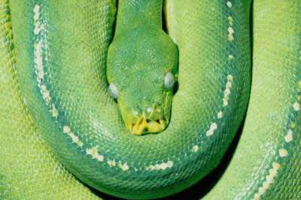 Green Tree Python