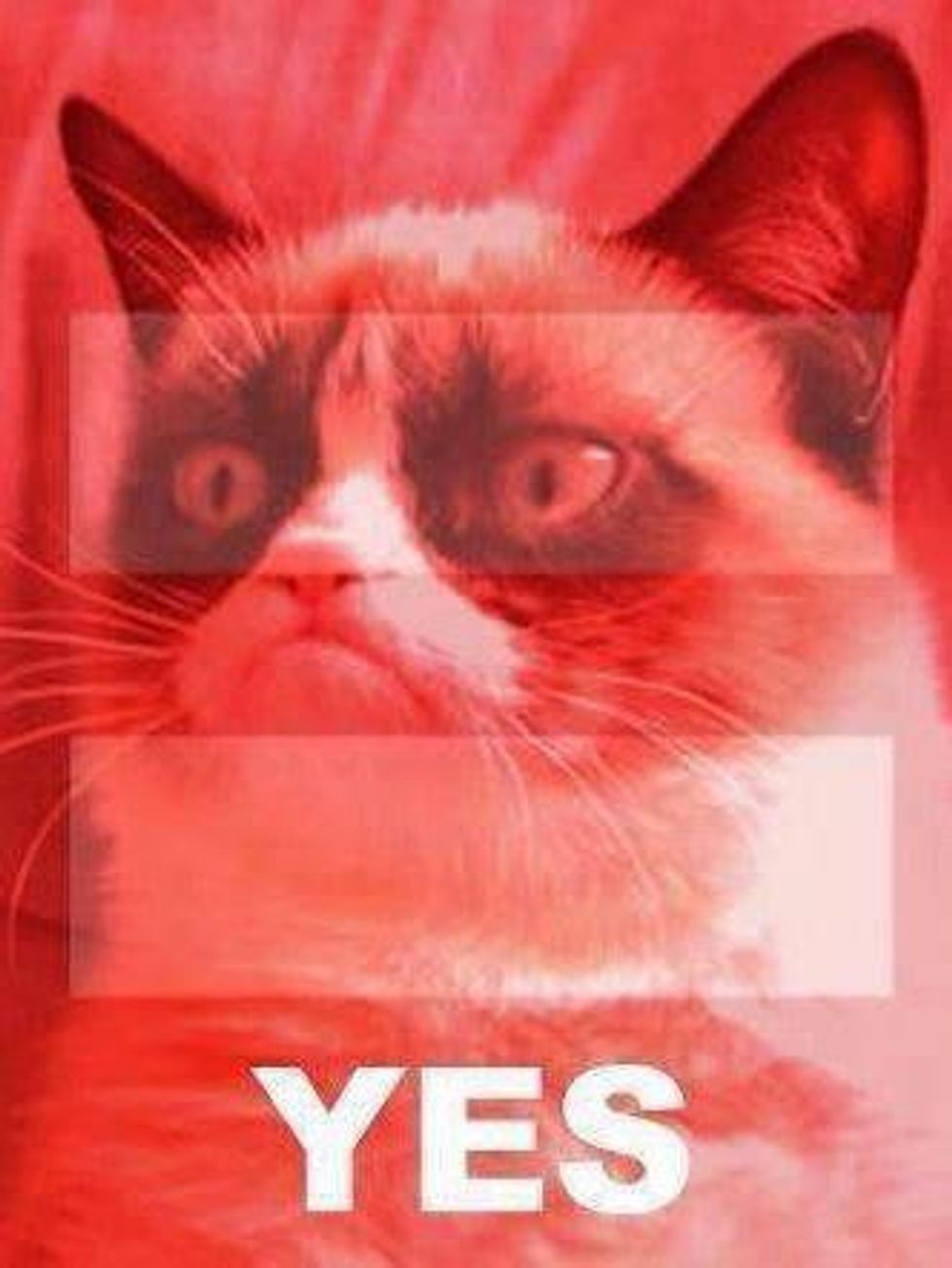 Grumpy cat for gay marriage