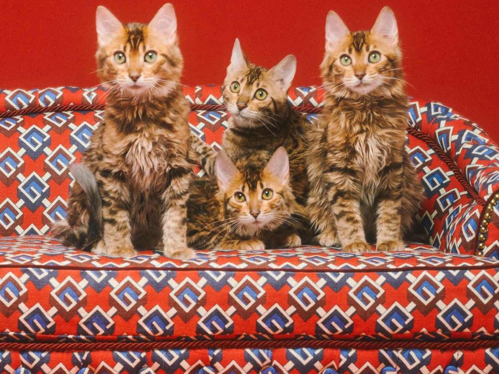 Gucci Pet Collection Houston Galleria