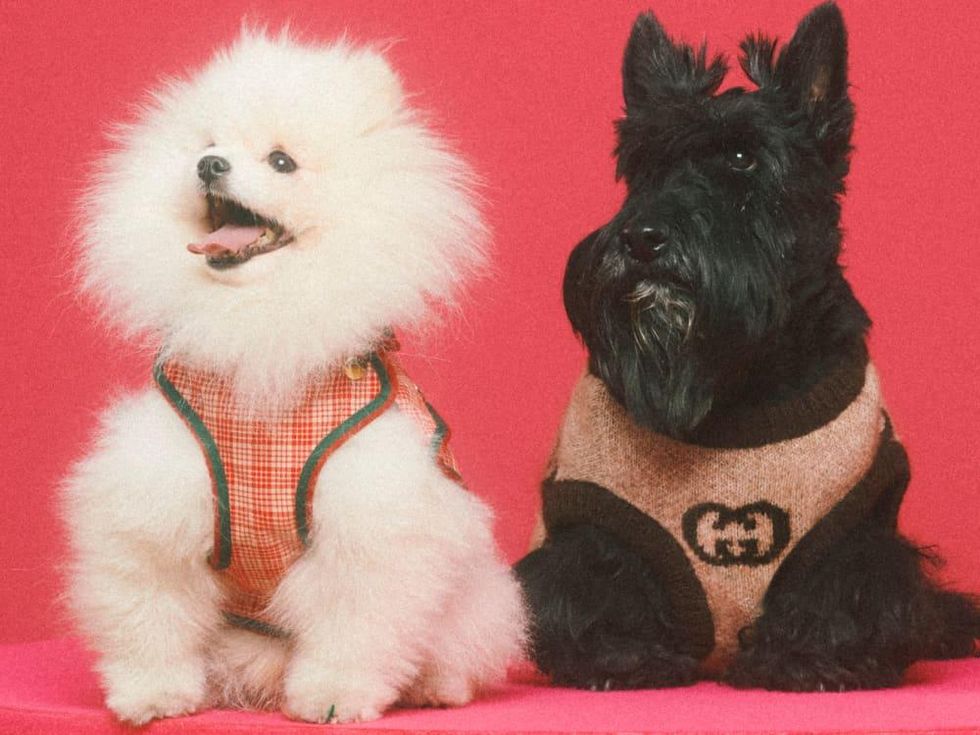 Gucci: Gucci Introduces Its New Pet Collection - Luxferity
