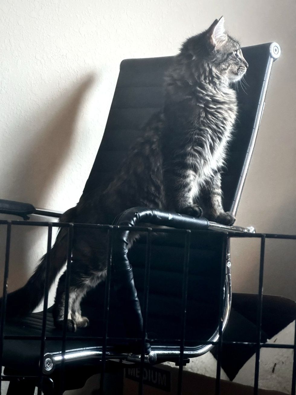 Ham the kitten cat pose chair