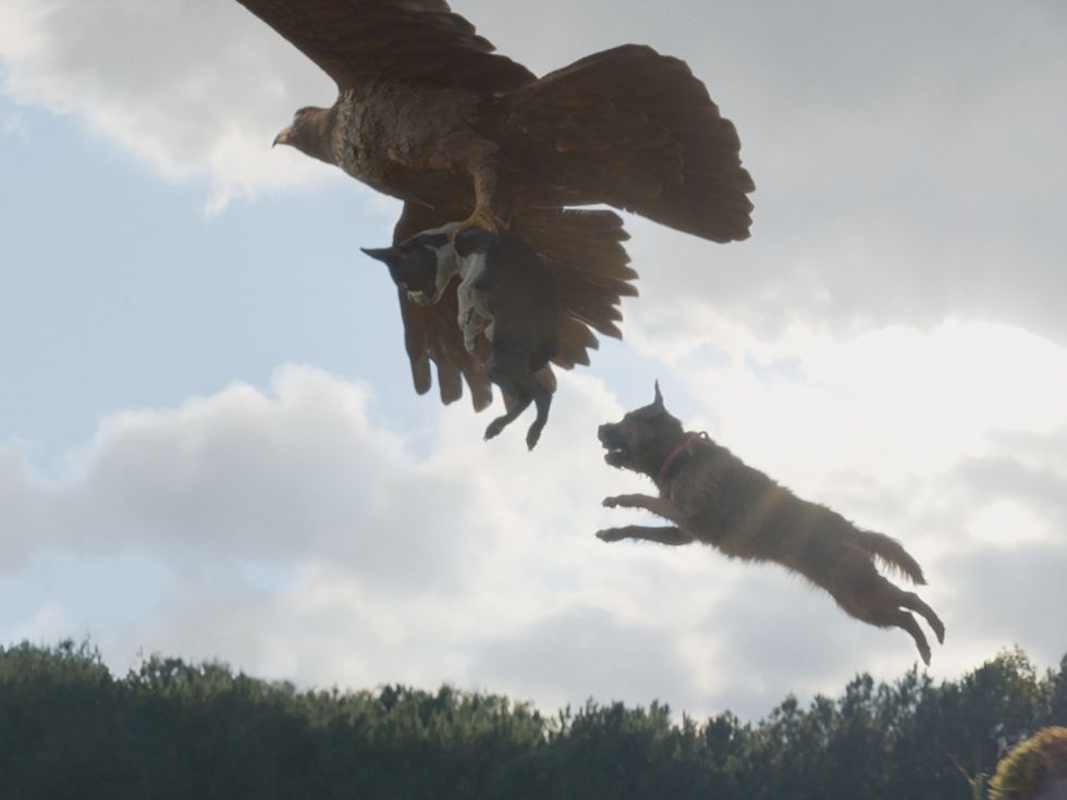 Hawk, Bug (Jamie Foxx), and Reggie (Will Ferrell) in Strays