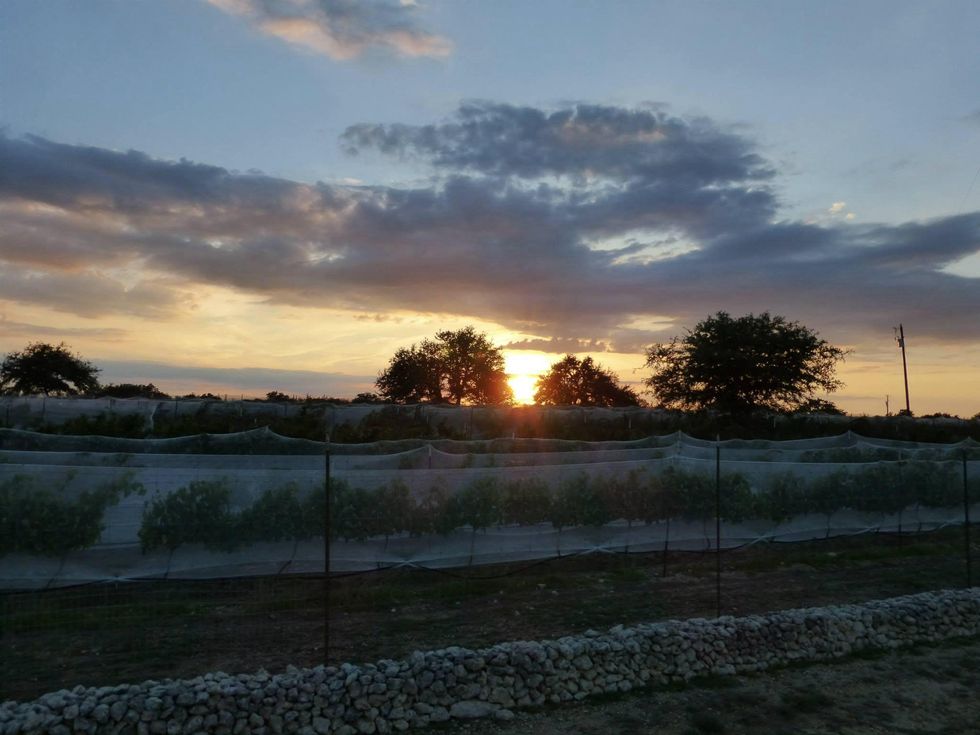 Hawk's Shadow Winery