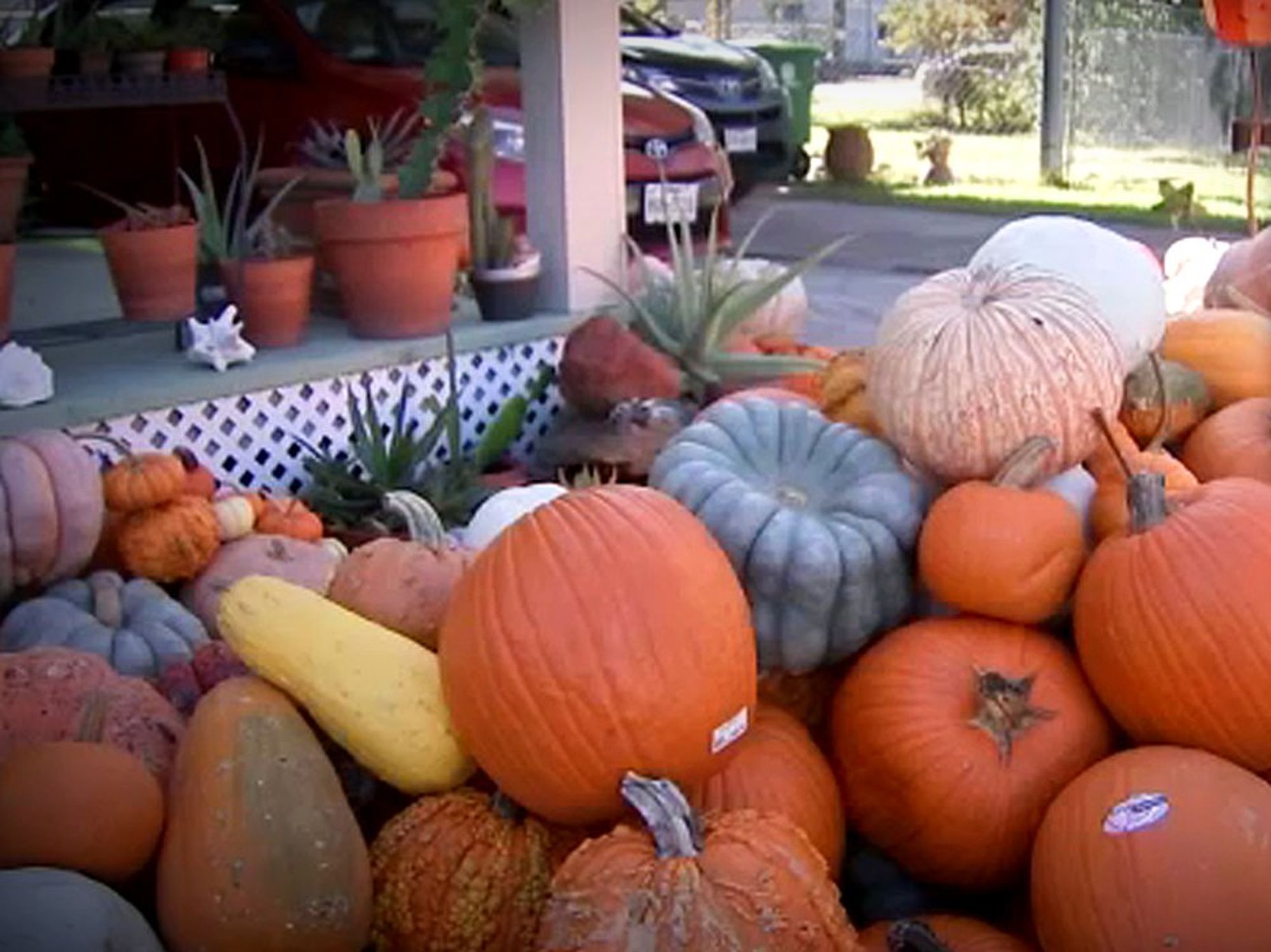 heights pumpkin pile