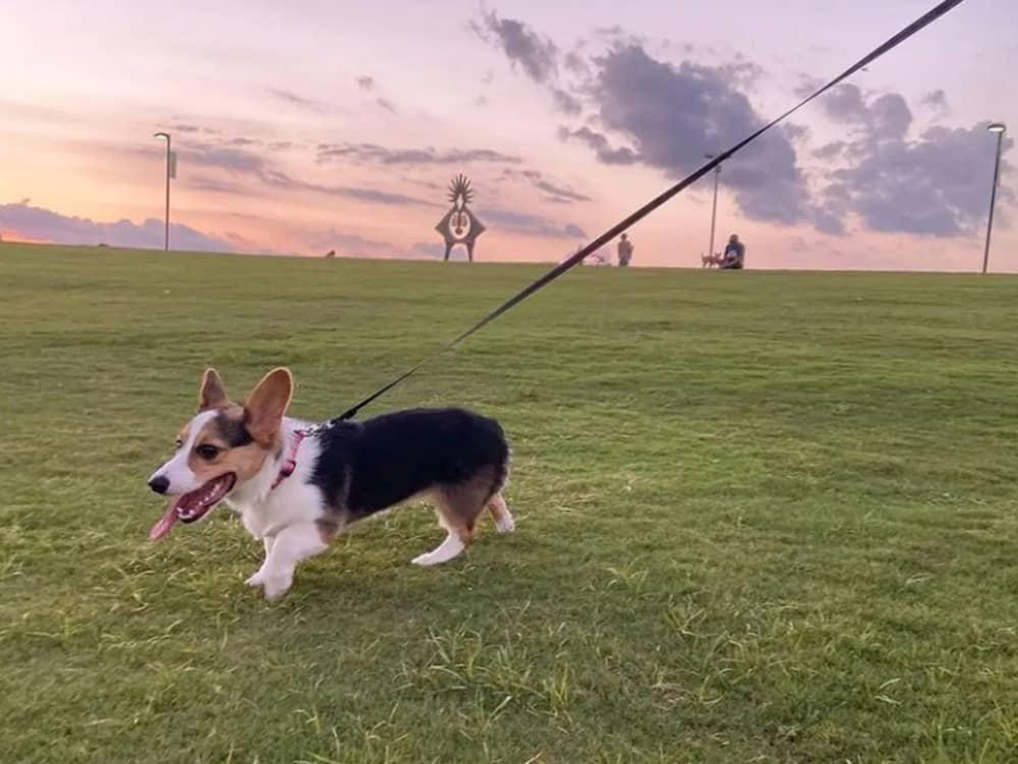 Hermann Park dog park