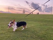 Downtown Houston Pet Owners Benefit from New Dog Park