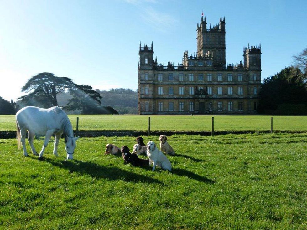Highclere Castle with horse, dogs, day