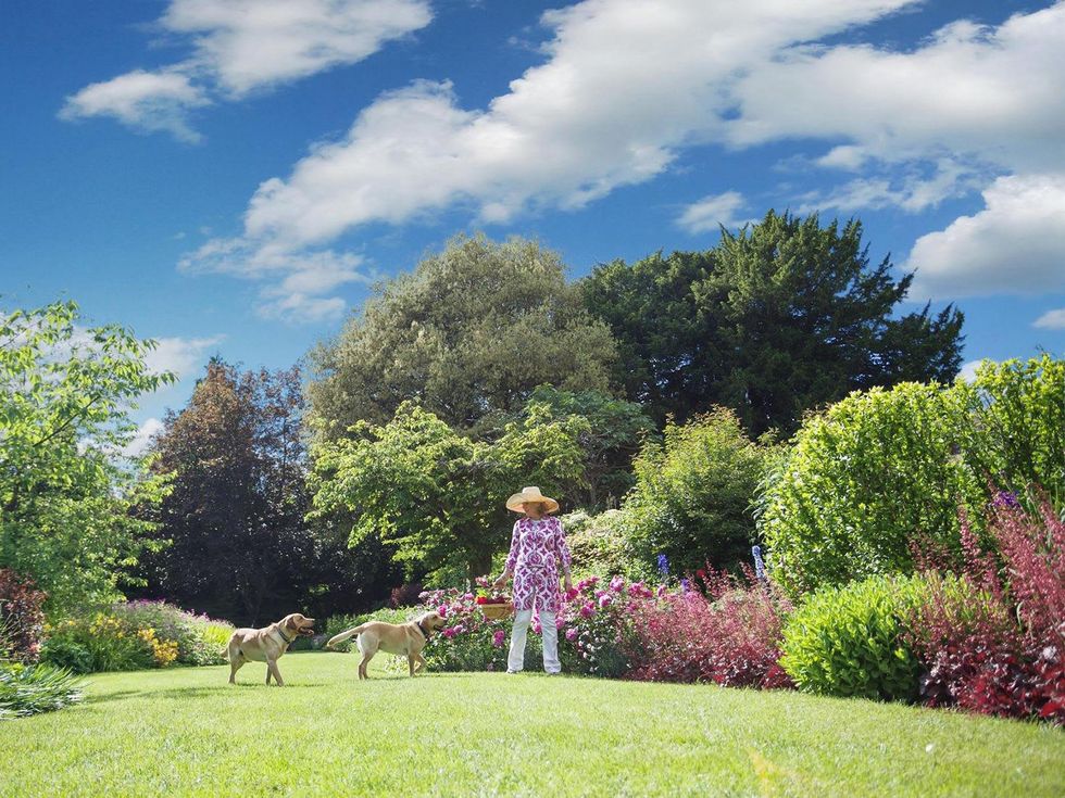 Highclere Castle with Lady Carnarvon in garden with dogs THIS