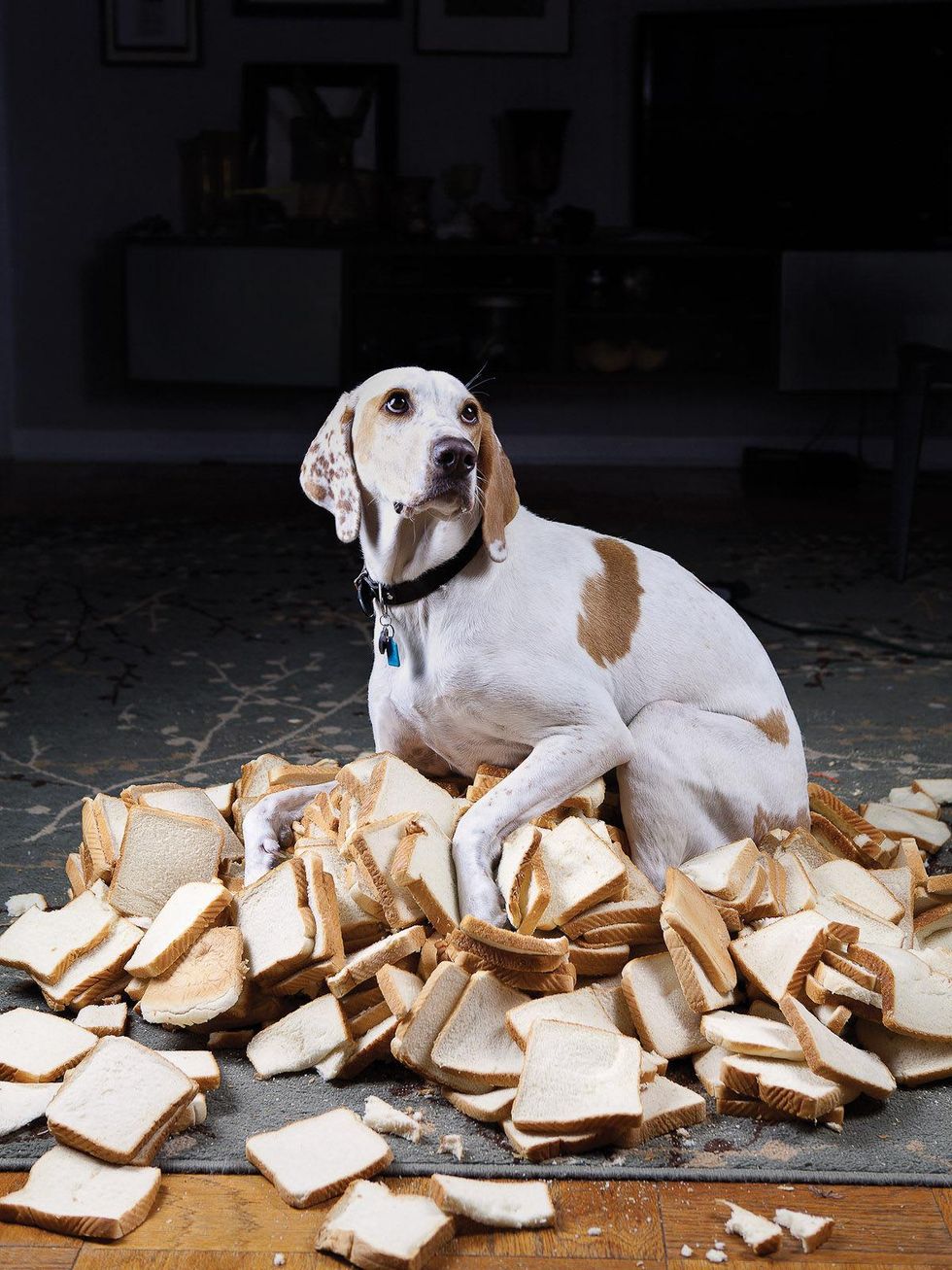 Hillerbrand + Magsamen, Cerberus, dog, bread