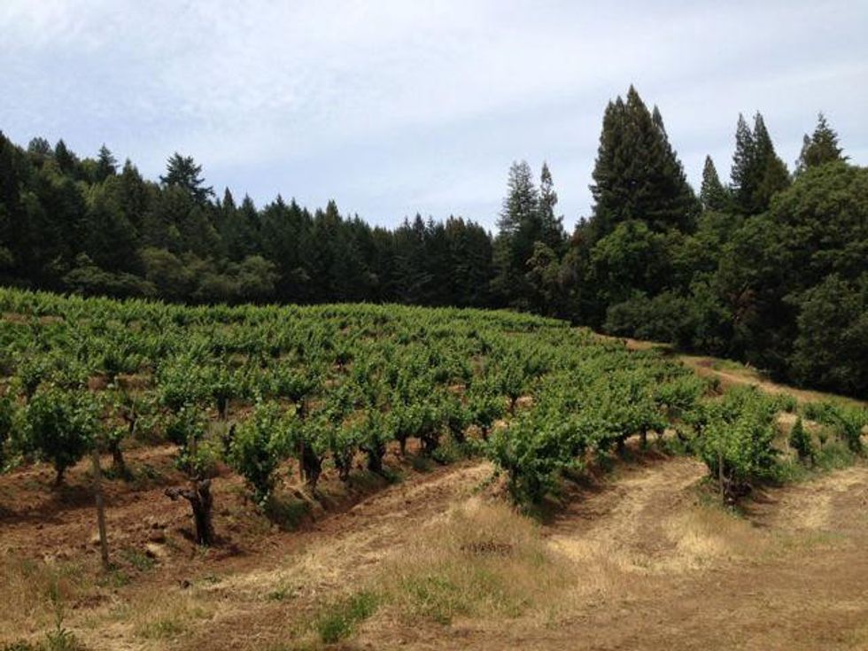 Hillside Riesling vineyards at Stony Hill Vineyards