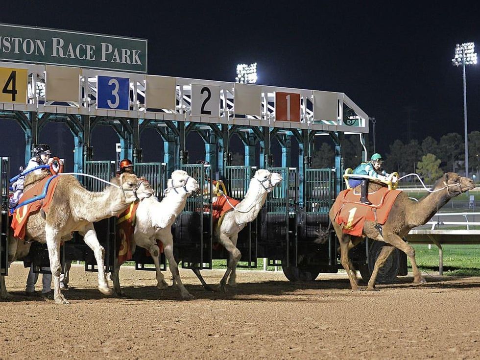 Pet of the week: Blue the dog barks about camel racing and Chita Craft ...
