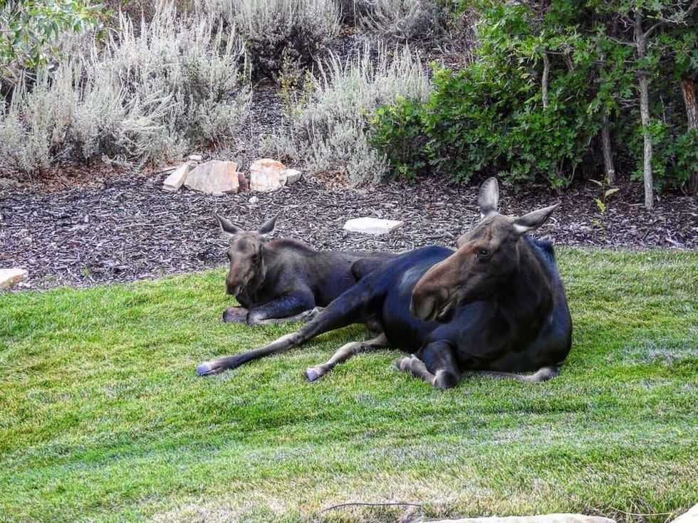 Honored Guest--Moose and baby