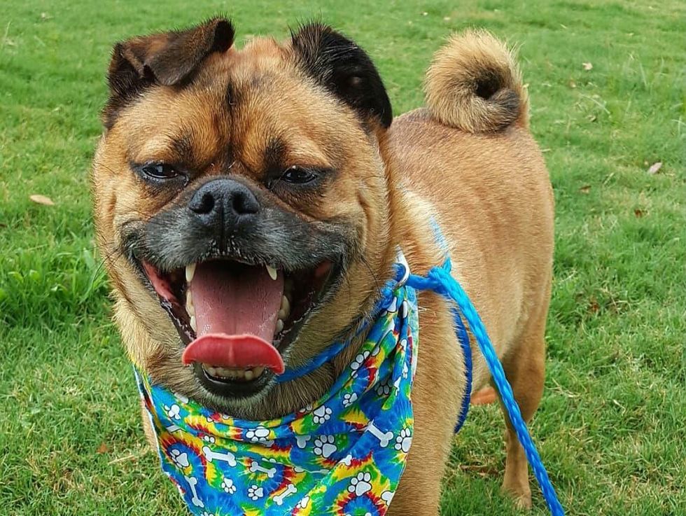 Hosuton, Pethouse Pet of the Week, May 26, 2017, Achilles